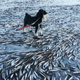 Illustration for article titled The sea froze so fast that it killed thousands of fish instantly